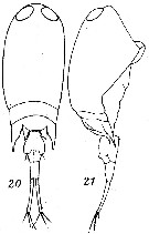 Espèce Corycaeus (Ditrichocorycaeus) dahli - Planche 7 de figures morphologiques