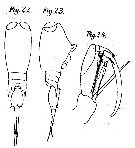 Species Corycaeus (Ditrichocorycaeus) dahli - Plate 10 of morphological figures