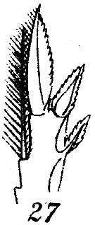 Espèce Corycaeus (Ditrichocorycaeus) dahli - Planche 11 de figures morphologiques