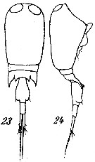 Espèce Corycaeus (Onychocorycaeus) pumilus - Planche 4 de figures morphologiques