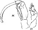 Espèce Corycaeus (Onychocorycaeus) pumilus - Planche 5 de figures morphologiques
