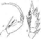 Espèce Corycaeus (Onychocorycaeus) giesbrechti - Planche 13 de figures morphologiques