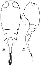 Espèce Corycaeus (Onychocorycaeus) agilis - Planche 6 de figures morphologiques