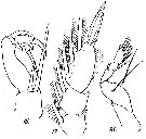 Species Corycaeus (Onychocorycaeus) agilis - Plate 7 of morphological figures