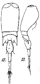Espèce Corycaeus (Onychocorycaeus) agilis - Planche 8 de figures morphologiques