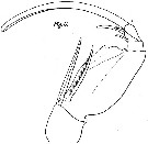 Espèce Corycaeus (Onychocorycaeus) latus - Planche 10 de figures morphologiques