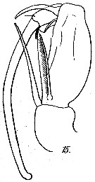 Espèce Corycaeus (Onychocorycaeus) ovalis - Planche 7 de figures morphologiques