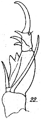 Espèce Corycaeus (Onychocorycaeus) catus - Planche 9 de figures morphologiques