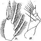 Espèce Corycaeus (Onychocorycaeus) catus - Planche 10 de figures morphologiques