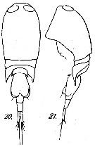 Espèce Corycaeus (Onychocorycaeus) catus - Planche 11 de figures morphologiques