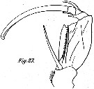 Espèce Corycaeus (Onychocorycaeus) catus - Planche 12 de figures morphologiques
