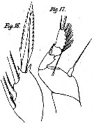 Species Corycaeus (Onychocorycaeus) ovalis - Plate 5 of morphological figures