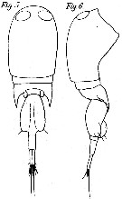 Espèce Corycaeus (Onychocorycaeus) pacificus - Planche 8 de figures morphologiques