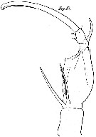 Species Corycaeus (Onychocorycaeus) pacificus - Plate 9 of morphological figures