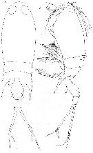 Espèce Corycaeus (Corycaeus) speciosus - Planche 7 de figures morphologiques