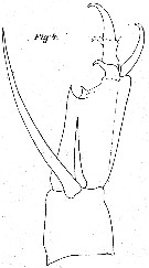 Espèce Corycaeus (Corycaeus) speciosus - Planche 8 de figures morphologiques