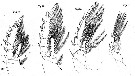 Espèce Corycaeus (Corycaeus) speciosus - Planche 10 de figures morphologiques