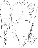 Espèce Corycaeus (Corycaeus) crassiusculus - Planche 9 de figures morphologiques