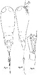 Espèce Corycaeus (Agetus) typicus - Planche 8 de figures morphologiques