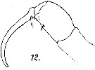 Espèce Corycaeus (Agetus) typicus - Planche 11 de figures morphologiques