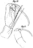 Espèce Corycaeus (Agetus) flaccus - Planche 11 de figures morphologiques