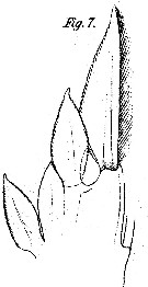 Espèce Corycaeus (Agetus) flaccus - Planche 12 de figures morphologiques