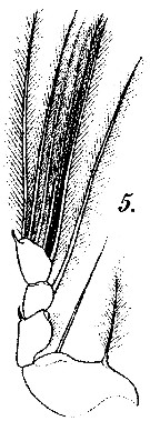 Espèce Corycaeus (Agetus) limbatus - Planche 10 de figures morphologiques