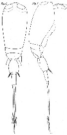Espèce Corycaeus (Urocorycaeus) lautus - Planche 7 de figures morphologiques
