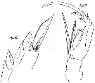 Espèce Corycaeus (Urocorycaeus) lautus - Planche 8 de figures morphologiques