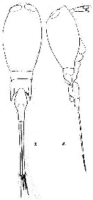 Espèce Corycaeus (Urocorycaeus) furcifer - Planche 10 de figures morphologiques