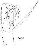 Espèce Corycaeus (Urocorycaeus) furcifer - Planche 11 de figures morphologiques