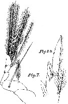 Espèce Corycaeus (Urocorycaeus) furcifer - Planche 12 de figures morphologiques