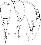 Species Corycaeus (Ditrichocorycaeus) anglicus - Plate 7 of morphological figures