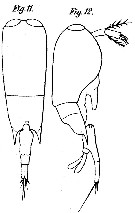 Espèce Farranula gracilis - Planche 1 de figures morphologiques