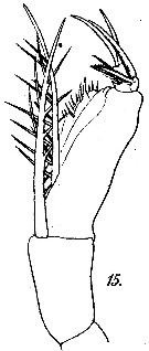 Espèce Farranula gracilis - Planche 2 de figures morphologiques