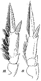 Espèce Farranula gracilis - Planche 3 de figures morphologiques