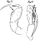 Species Farranula gracilis - Plate 7 of morphological figures
