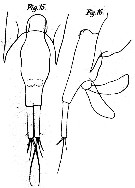 Espèce Farranula gracilis - Planche 5 de figures morphologiques
