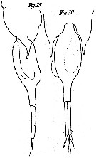 Species Farranula gracilis - Plate 8 of morphological figures
