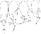 Espèce Farranula gibbula - Planche 3 de figures morphologiques