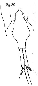 Espèce Farranula gibbula - Planche 4 de figures morphologiques