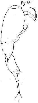 Espèce Farranula gibbula - Planche 6 de figures morphologiques