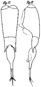 Espèce Farranula carinata - Planche 5 de figures morphologiques