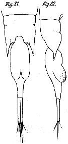Species Farranula carinata - Plate 6 of morphological figures