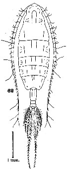 Espèce Euaugaptilus rigidus - Planche 4 de figures morphologiques