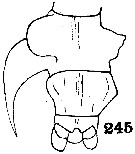 Espce Pontella pulvinata - Planche 3 de figures morphologiques