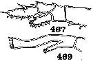 Espèce Pontellopsis globosa - Planche 2 de figures morphologiques