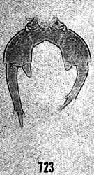 Espèce Labidocera nerii - Planche 6 de figures morphologiques