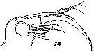 Espèce Phaenna spinifera - Planche 11 de figures morphologiques