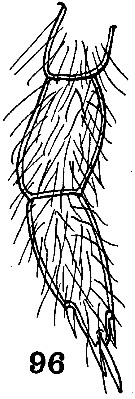 Espèce Onchocalanus paratrigoniceps - Planche 4 de figures morphologiques
